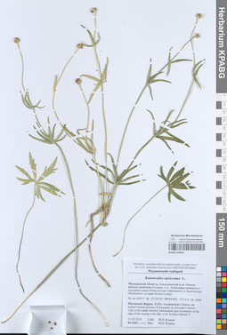 KPABG050962