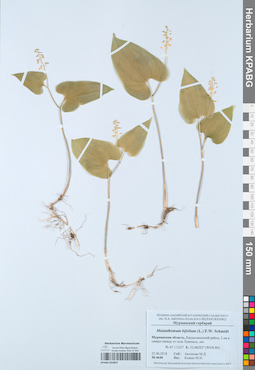 KPABG052837