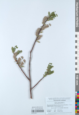 KPABG052891
