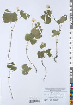 KPABG052900