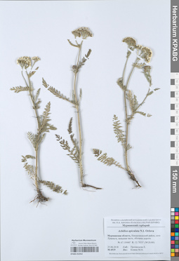 KPABG052952
