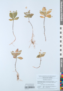 KPABG052953