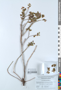 KPABG052954