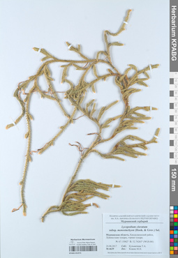 KPABG052974