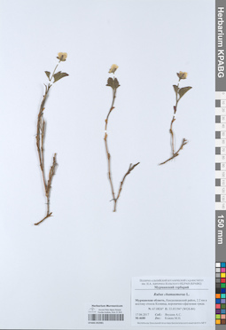 KPABG052981
