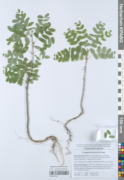 KPABG052987