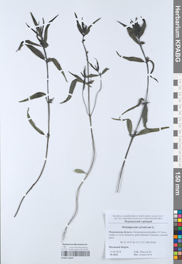 KPABG053024
