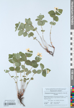 KPABG055001
