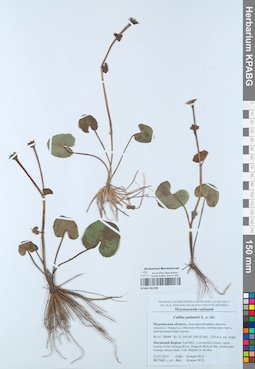 KPABG051709