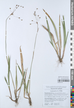 KPABG051742