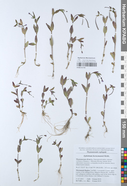 KPABG051768