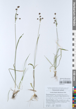 KPABG051775