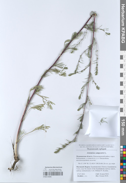 KPABG052061
