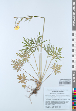 KPABG052209