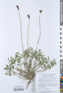 KPABG052443