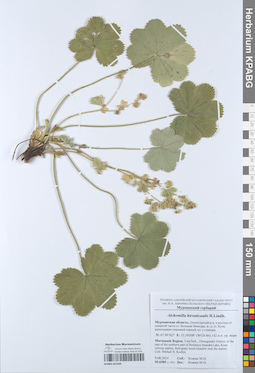 KPABG052504