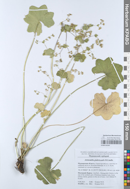 KPABG052505
