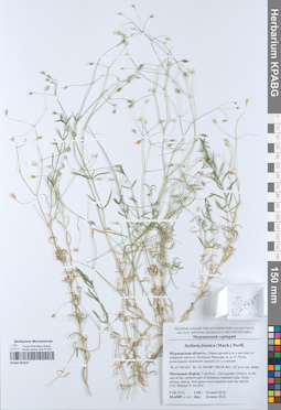 KPABG052525