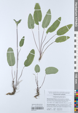 KPABG052551