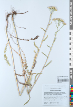 KPABG052554