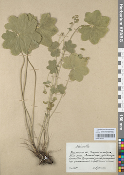 KPABG052581