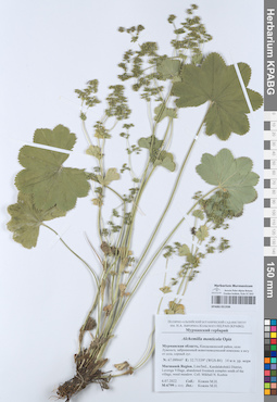 KPABG051938
