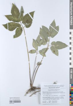 KPABG051952