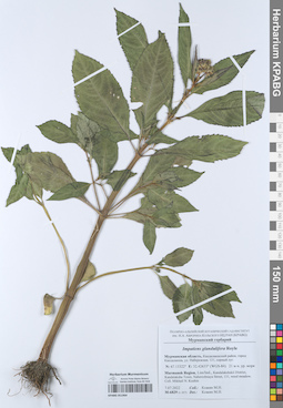 KPABG051964