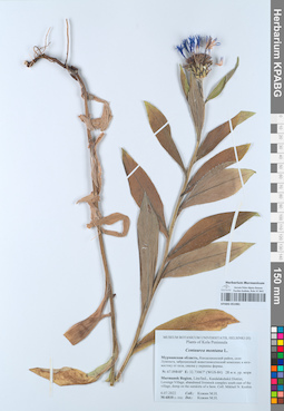 KPABG051981