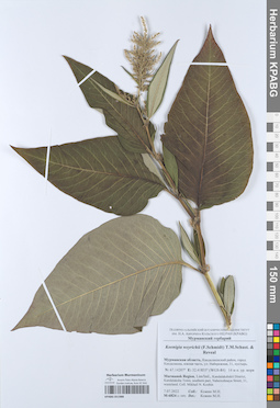 KPABG051988