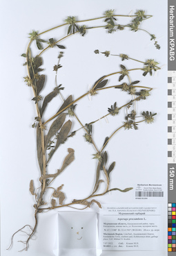 KPABG051994