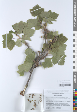 KPABG051999