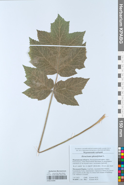 KPABG052005