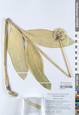 KPABG052027
