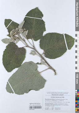 KPABG052032