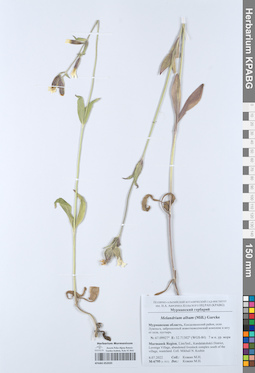 KPABG052035