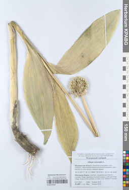 KPABG052047