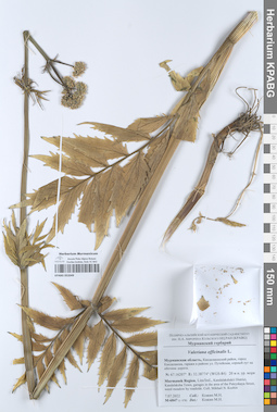 KPABG052049