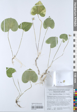 KPABG052080