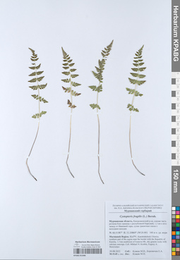 KPABG052086