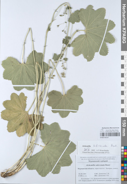 KPABG052137