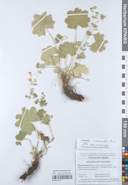 KPABG052142