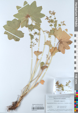KPABG052143