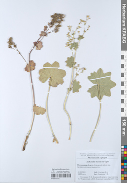 KPABG052151