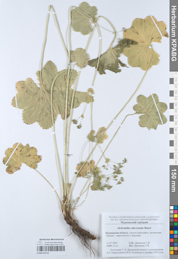KPABG052153