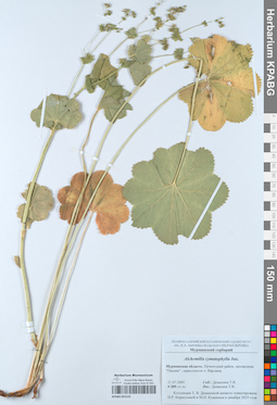 KPABG052155