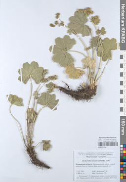 KPABG052166