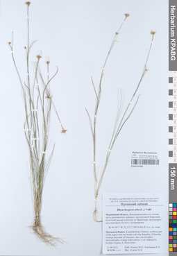 KPABG052596