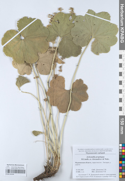KPABG052599