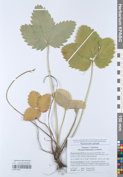KPABG052805